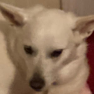 Meet your Posher, Riley